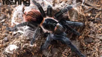 Survival Guides Essentials for Real-World Emergencies