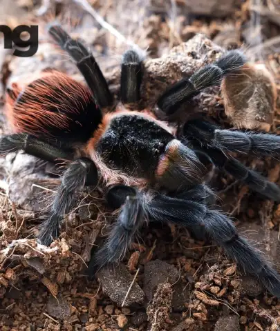 Survival Guides Essentials for Real-World Emergencies