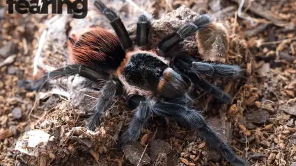 Survival Guides Essentials for Real-World Emergencies