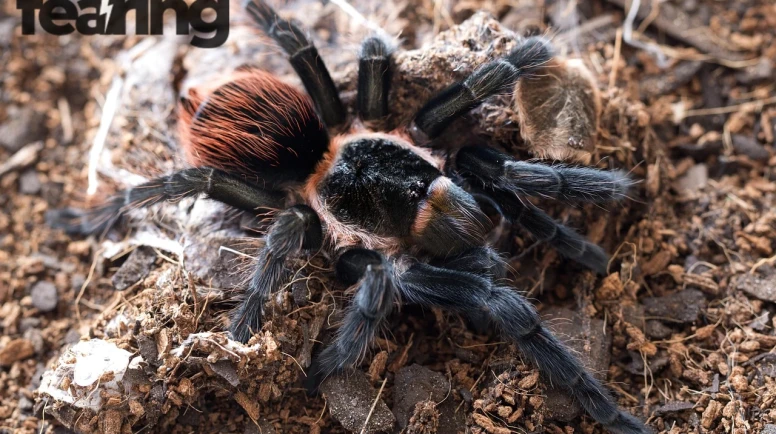 Survival Guides Essentials for Real-World Emergencies